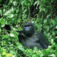 Uganda gorilla permits>Gorilla Permits Uganda Purchase
